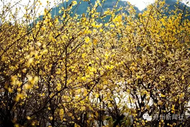 开云app在线下载_滨湖公园、温泉，九龙，开州各地的腊梅花都开了！等你来欣赏！(图68)